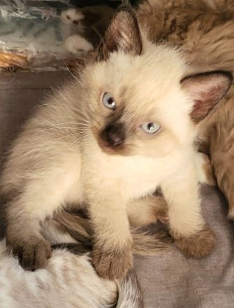 sibirische Katzen, Neva Masquarade Kitten