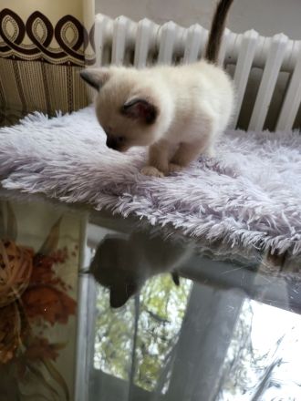 sibirische Katzen, Neva Masquarade Kitten