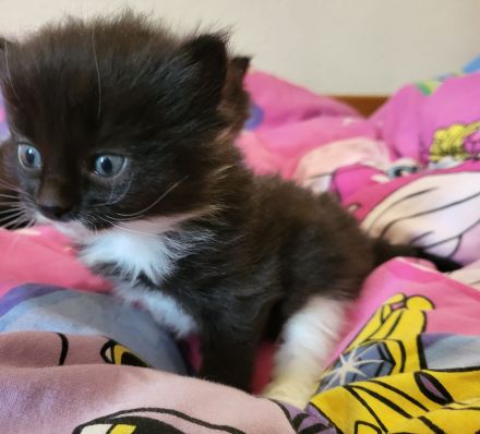sibirische Katzen, Neva Masquarade Kitten