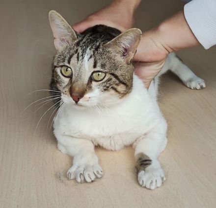 Schmusekater sucht Kuschelplatz: Piaget, freundlich und clever