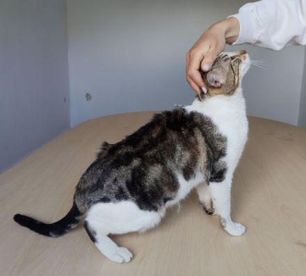 Schmusekater sucht Kuschelplatz: Piaget, freundlich und clever