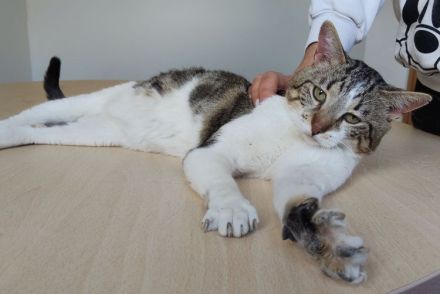 Schmusekater sucht Kuschelplatz: Piaget, freundlich und clever