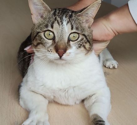 Schmusekater sucht Kuschelplatz: Piaget, freundlich und clever