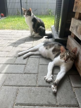 Schmusekater sucht Kuschelplatz: Piaget, freundlich und clever
