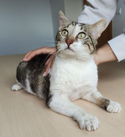 Schmusekater sucht Kuschelplatz: Piaget, freundlich und clever