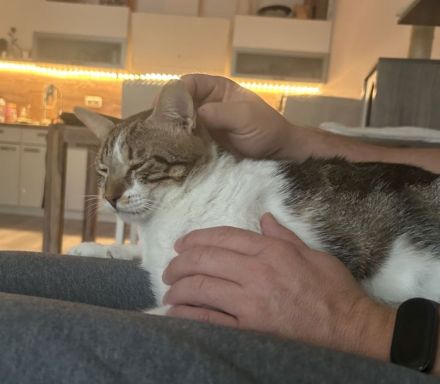 Schmusekater sucht Kuschelplatz: Piaget, freundlich und clever