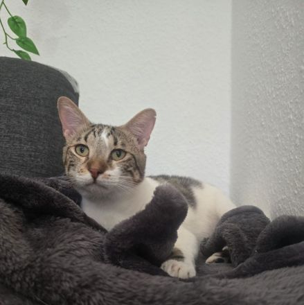 Schmusekater sucht Kuschelplatz: Piaget, freundlich und clever