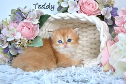 BKH / BLH Britisch Langhaar Golden Shaded Kitten, Junge TEDDY Zucht