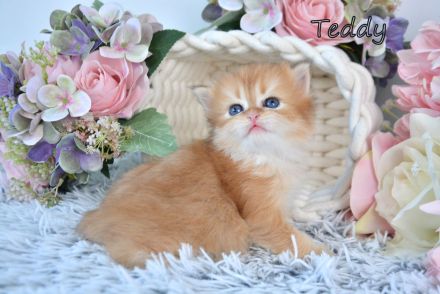 BKH / BLH Britisch Langhaar Golden Shaded Kitten, Junge TEDDY Zucht