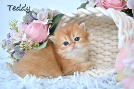 BKH / BLH Britisch Langhaar Golden Shaded Kitten, Junge TEDDY Zucht