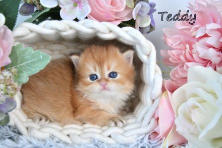 BKH / BLH Britisch Langhaar Golden Shaded Kitten, Junge TEDDY Zucht