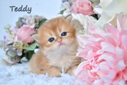 BKH / BLH Britisch Langhaar Golden Shaded Kitten, Junge TEDDY Zucht
