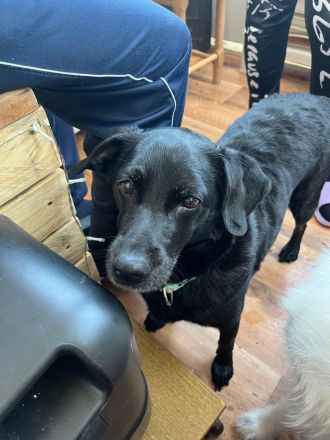 Pinscher Labrador mix