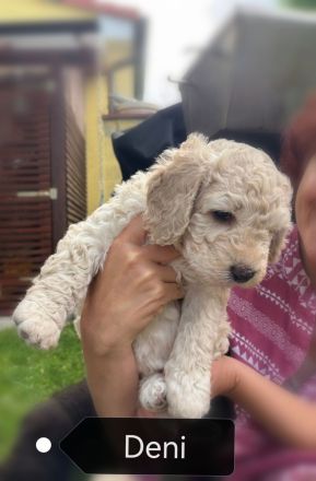 Reinrassige Spanische Wasserhund-Welpen (Perro de Agua Español)