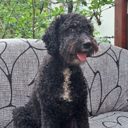 Reinrassige Spanische Wasserhund-Welpen (Perro de Agua Español)