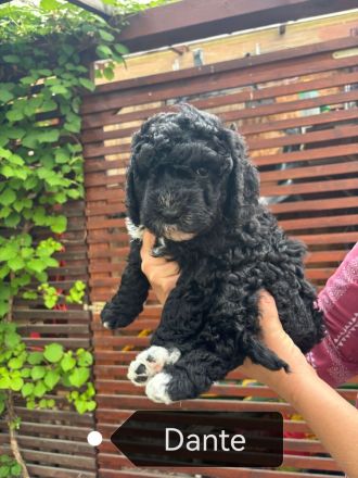 Reinrassige Spanische Wasserhund-Welpen (Perro de Agua Español)