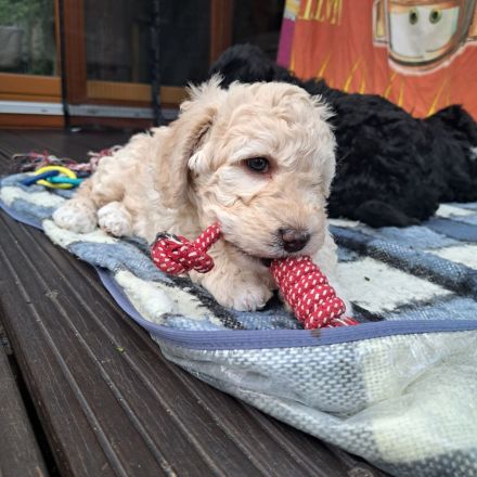 Reinrassige Spanische Wasserhund-Welpen (Perro de Agua Español)