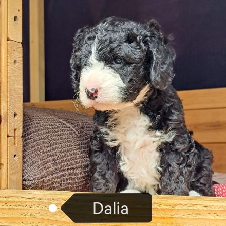 Reinrassige Spanische Wasserhund-Welpen (Perro de Agua Español)