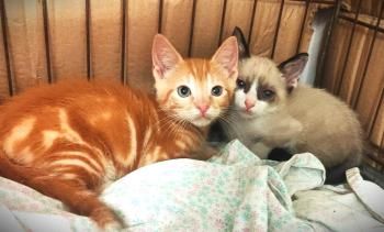 Yuuto, Shanti und Shari