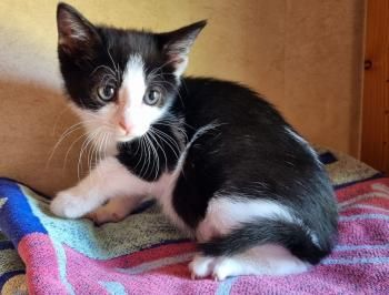 Yuuto, Shanti und Shari