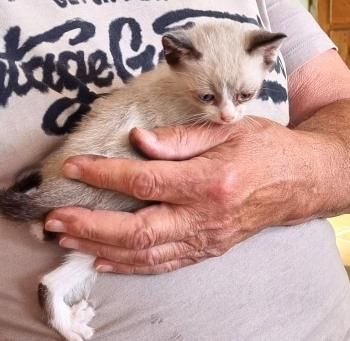 Yuuto, Shanti und Shari