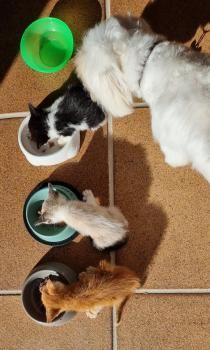 Yuuto, Shanti und Shari