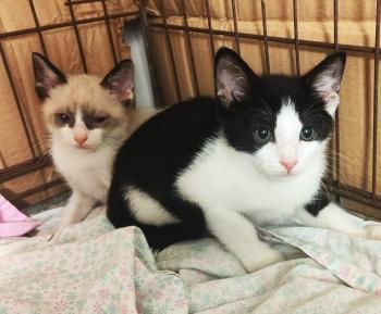 Yuuto, Shanti und Shari