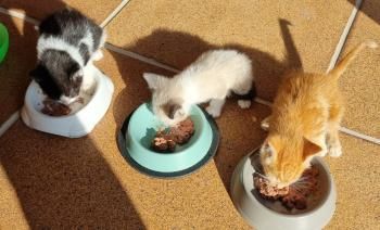 Yuuto, Shanti und Shari