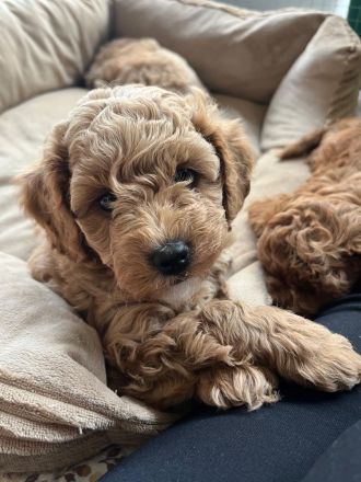 Maltipoo Rüde aprikot