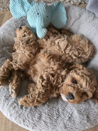 Maltipoo Rüde aprikot