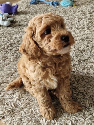 Maltipoo Rüde aprikot