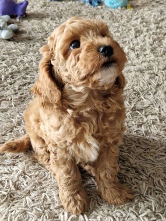 Maltipoo Rüde aprikot