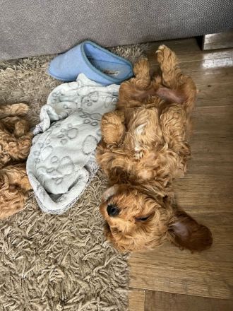 Maltipoo Rüde aprikot