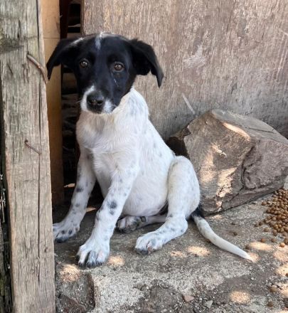 Kleine Pfoten, großes Herz - Welpen suchen ihr Zuhause🐶🏡