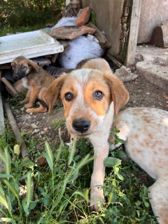 Kleine Pfoten, großes Herz - Welpen suchen ihr Zuhause🐶🏡