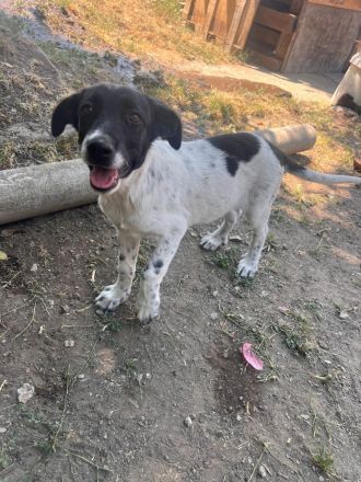 Kleine Pfoten, großes Herz - Welpen suchen ihr Zuhause🐶🏡