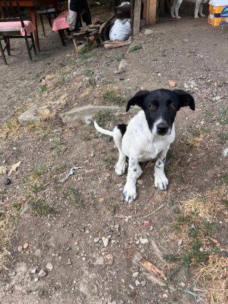 Kleine Pfoten, großes Herz - Welpen suchen ihr Zuhause🐶🏡