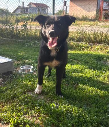 Gabby- Kuschelprinzessin auf der Suche nach einem Für-immer-Zuhause🩷🫂