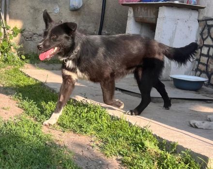 Gabby- Kuschelprinzessin auf der Suche nach einem Für-immer-Zuhause🩷🫂