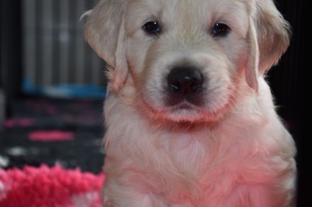 Wunderschöne sehr helle Golden Retriever Welpen aus Championverpaarung