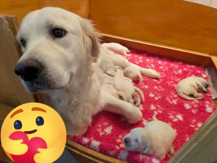 Wunderschöne sehr helle Golden Retriever Welpen aus Championverpaarung