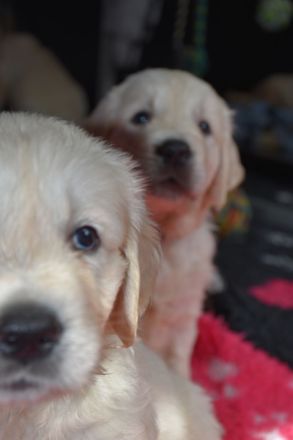 Wunderschöne sehr helle Golden Retriever Welpen aus Championverpaarung