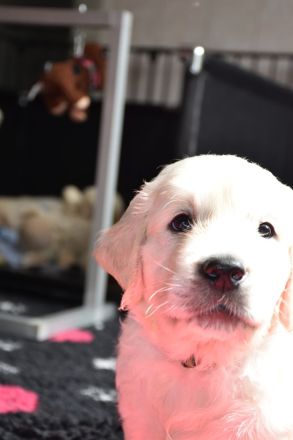 Wunderschöne sehr helle Golden Retriever Welpen aus Championverpaarung