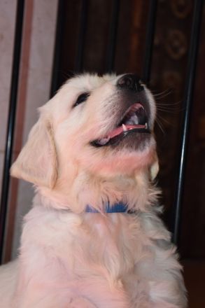 Wunderschöne sehr helle Golden Retriever Welpen aus Championverpaarung