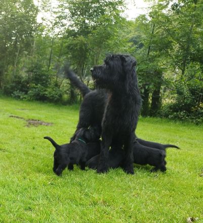 Riesenschnauzer Welpen