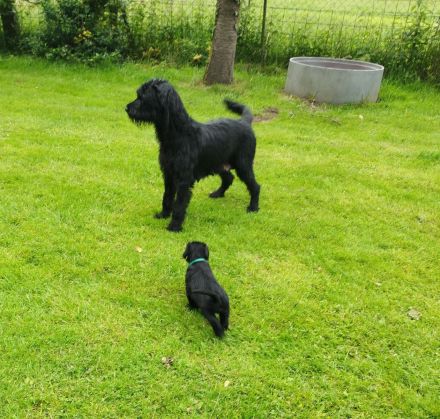 Riesenschnauzer Welpen