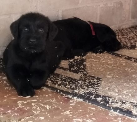 Riesenschnauzer Welpen