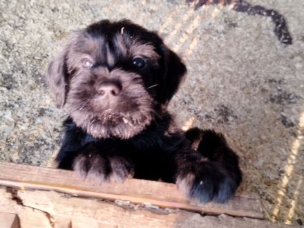 Riesenschnauzer Welpen