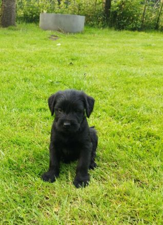 Riesenschnauzer Welpen