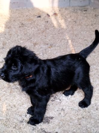 Riesenschnauzer Welpen